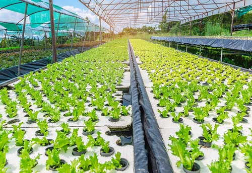 Polyhouse Installation