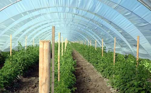 Polyhouse Installation