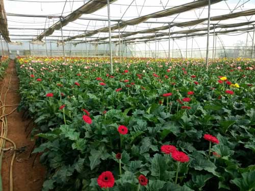 Polyhouse Installation